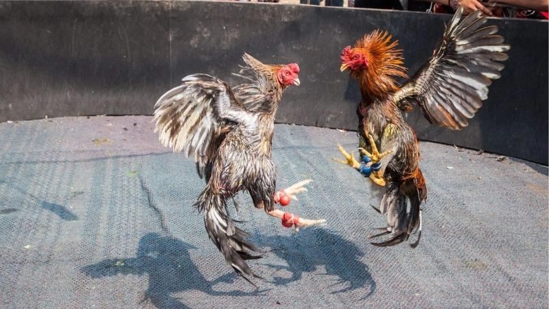 Quy tắc chơi gà cựa dao