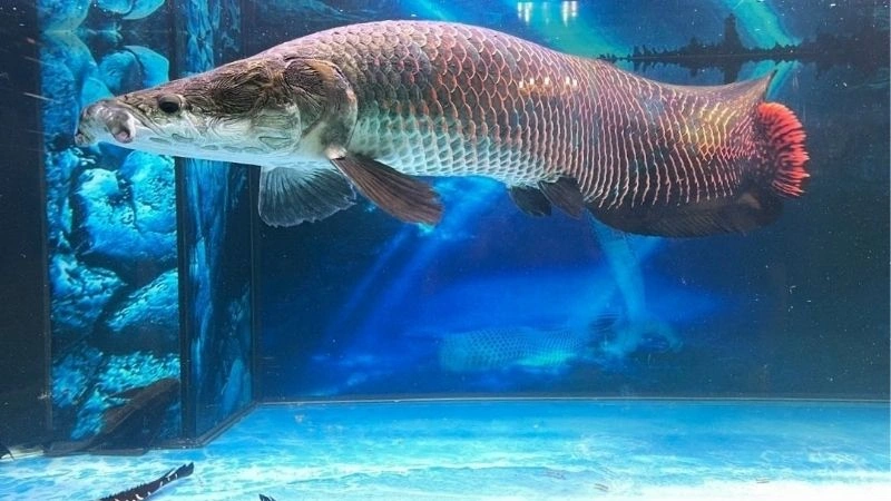 Giấc mơ thấy cá - dấu hiệu và điềm báo cho bạn