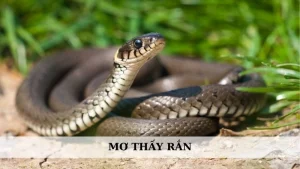 Mơ thấy rắn