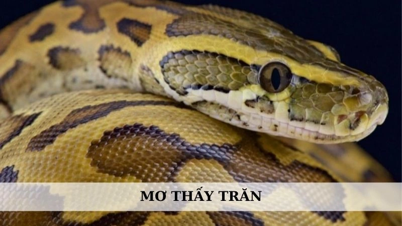 Mơ thấy trăn